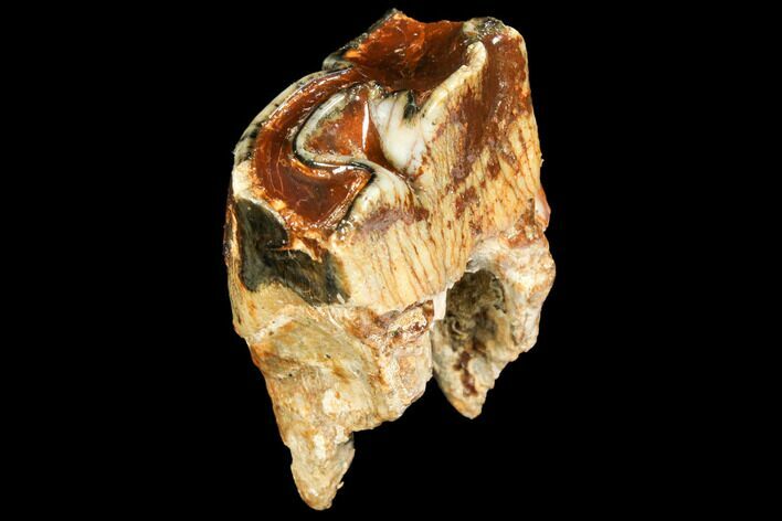 Woolly Rhino (Coelodonta) Molar - Rhine River, Germany #111895